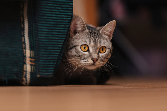 Black And White Tabby Cat With Orange Eyes. The Cat Hid Behind The Back Of A Sofa Or Chair And Lay Down On The Floor.