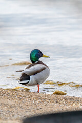 A male Mallard Duck (Anas platyrhynchos) drake standing on one leg on the beach of Lake Michigan.