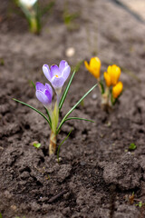 beautiful spring crocus flowers
