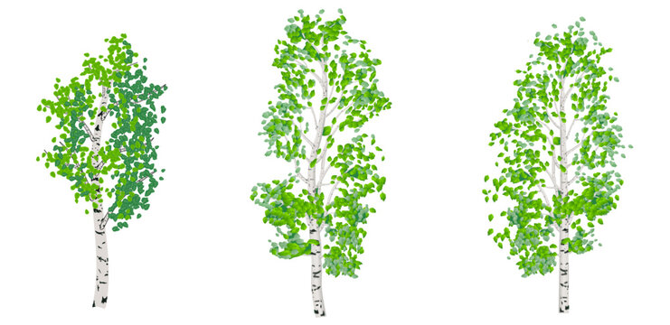 Three beautiful birch trees in realistic style. Vector illustration isolated on white background. 