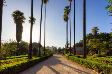 Fototapeta premium Path with vibrant green trees in city park, Villa Giulia. Palermo, Sicily, Italy.