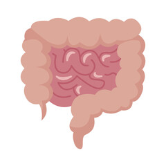 Internal organs of the human on white background, Small and large intestine anatomy, Small and large intestine icon, Organs symbol, Cartoon vector illustration
