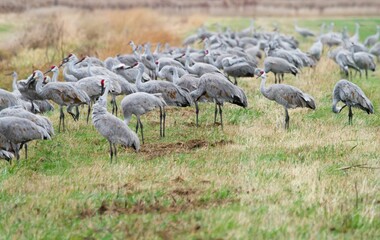 Sedge of Sandhill Cranes in a field in Northwest Indiana during fall migration (Antigone Canadensis)