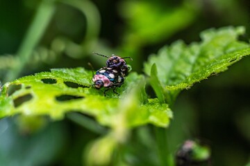 Selective focus shot of Black Ladybugs mating on leaf