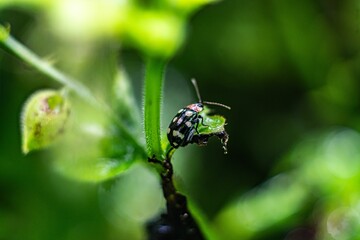 Selective focus shot of a Black Ladybug on leaf