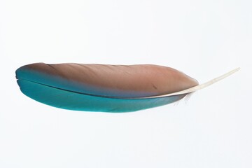 Colorful feather isolated on a white background
