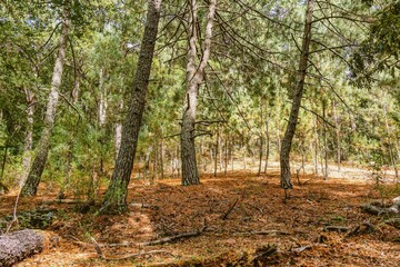 Fores full of green trees with sunlight