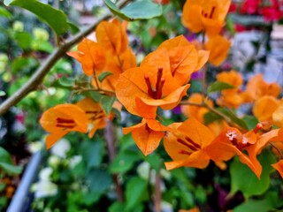 Bougainvillea spectabilis, also known as great bougainvillea, is a species of flowering plant. 