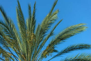 Green palm tree branches with a plain blue background