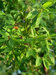 Fototapeta premium Vertical shot of green and beautiful leaves of Distylium on a sunny day