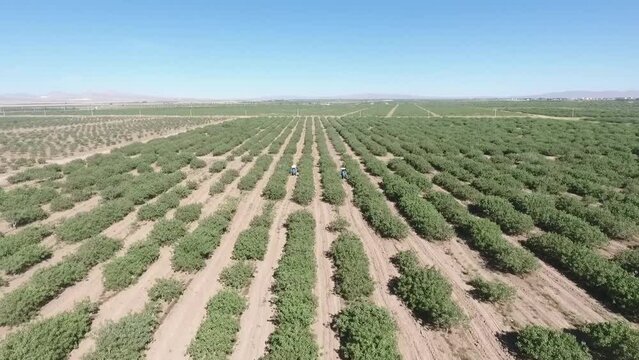 Drone shot of a tractor irrigating pistachio field on a sunny day