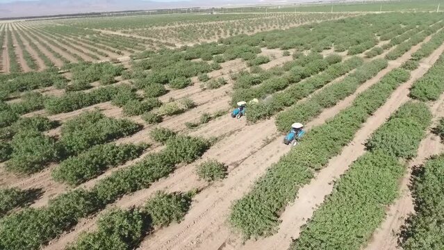Drone shot of a tractor irrigating pistachio field on a sunny day