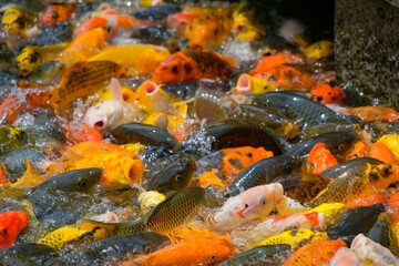 Closeup shot of golden and ordinary fishes crowd in the water