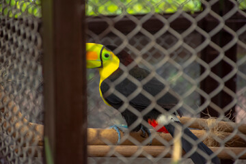 tucan 