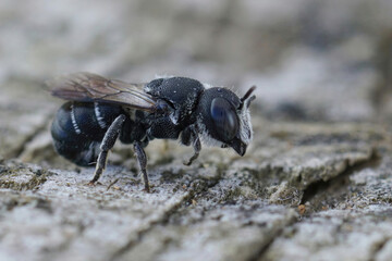 Closeup on a female Mediterranean small crenulate armoured resin bee, Heriades crenulatus in the Gard , France