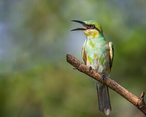 Closeup of a beautiful Bee-eater on a tree branch in a forest