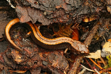 Natural close up on the yellow form of the Western redback salamander , Plethodon vehiculum