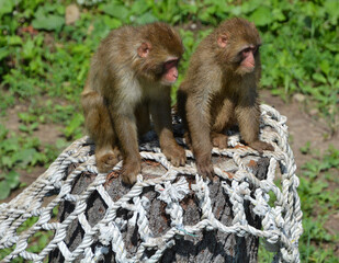 Japanese macaque Macaca fuscata, also known as the snow monkey, is a terrestrial Old World monkey species that is native to Japan.