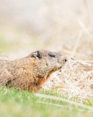 Closeup of Groundhog rodent in the bush