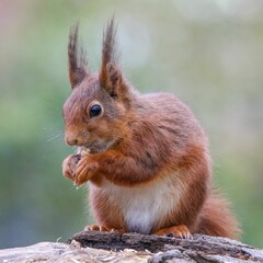 Naklejka na ściany i meble Close-up of a cute red tree squirrel (Sciurus vulgaris ognevi) sitting on a tree