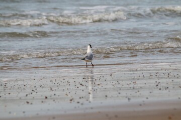 Black-headed gull (Chroicocephalus ridibundus) on the beach with sea waves splashing over the shore