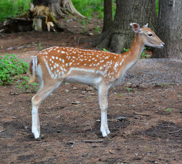 The fallow deer (Dama dama) is a ruminant mammal belonging to the family Cervidae. This common species is native to western Eurasia, © Daniel Meunier