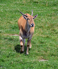 Naklejka na ściany i meble The common eland, also known as the southern eland or eland antelope, is a savannah and plains antelope found in East and Southern Africa. It is a species of the family Bovidae and genus Taurotragus