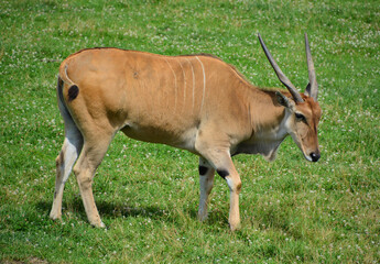 Naklejka na ściany i meble The common eland, also known as the southern eland or eland antelope, is a savannah and plains antelope found in East and Southern Africa. It is a species of the family Bovidae and genus Taurotragus