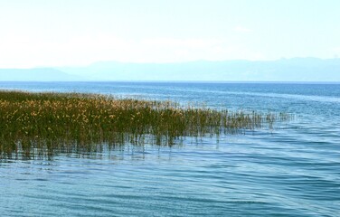 a large green reed in the lake