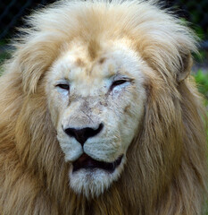 The white lion is occasionally found in wildlife reserves in South Africa and is a rare color mutation of the Kruger subspecies of lion (Panthera leo krugeri).