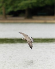 Vertical closeup shot of European herring gull flying over the sea on blurry background