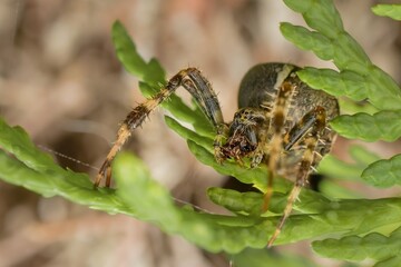 European garden spider with prey