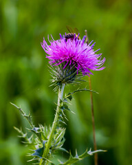 Bee on a purple flower of the wild plant in the meadow, green blurred background