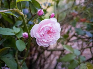 Closeup shot of a pink climbing rose in the garden