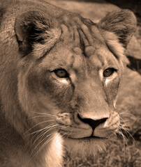 Lion is one of the four big cats in the genus Panthera, and a member of the family Felidae. With some males exceeding 250 kg (550 lb) in weight, it is the second-largest living cat after the tiger