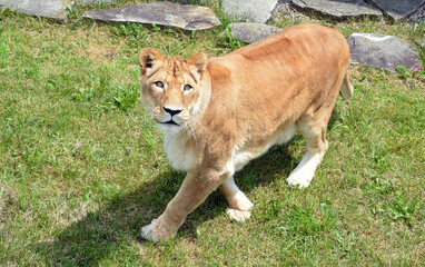 Lion is one of the four big cats in the genus Panthera, and a member of the family Felidae. With...