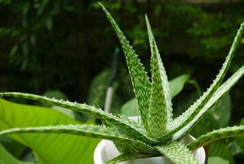 Potted Spotted Form Aloe Vera Var. Chinensis Plant in the Garden