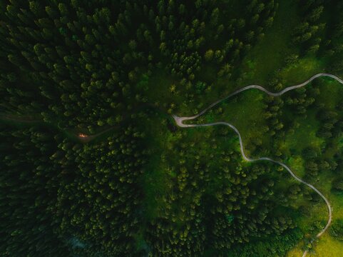 Dense lush green trees in the forest with winding roads from a bird's eye view