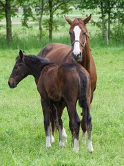 Fototapeta premium Vertical shot of a beautiful mare with its foal standing together on pasture