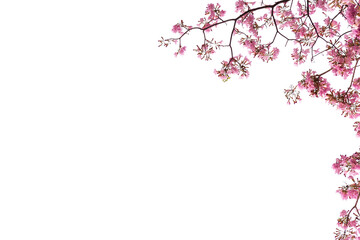 Obraz na płótnie Canvas Decoration botany deep pink cherry Blossom PNG Form 