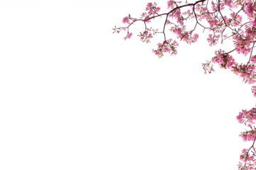 Decoration botany deep pink cherry Blossom PNG Form 