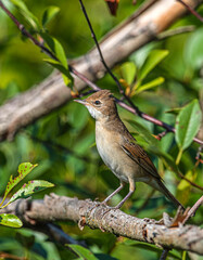 A small light brown warbler bird sits on a dry branch