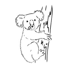 Koala bear animal on tree sketch engraving vector illustration. Scratch board style imitation. Black and white hand drawn image.
