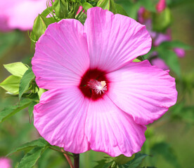 Hibiscus is a genus of flowering plants in the mallow family, Malvaceae. It is quite large, containing several hundred species that are native to warm-temperate, subtropical and tropical regions.