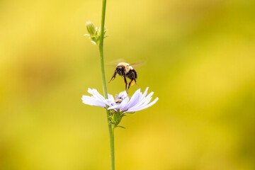Bee on a Flower