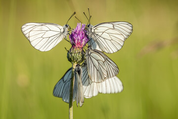 Several butterflies black-veined White (Aporia crataegi) on a flower in a meadow.
