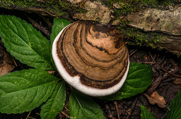 Mushroom with a white border grows on an old log overgrown with moss