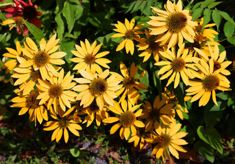 Rudbeckia is a plant genus in the sunflower family. The species are commonly called coneflowers and black-eyed-susans; all are native to North America and many species are cultivated in gardens.