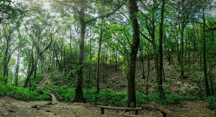 Fototapeta premium Glimpse of sunlight making its way to a dense forest with leafy tall trees background