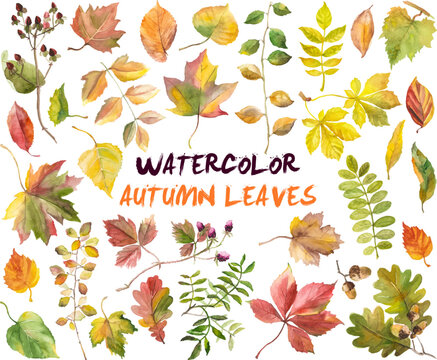 Abstract watercolor collection of autumn leaves. Hand drawn nature design elements isolated on white background.